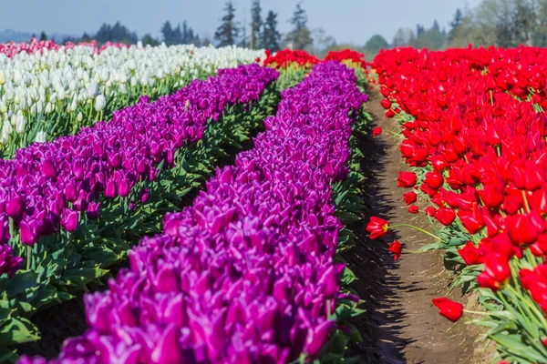 Campo de tulipán — Foto de Stock