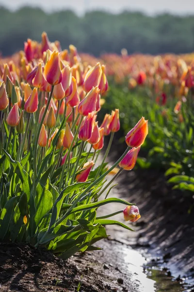 Tulp veld — Stockfoto