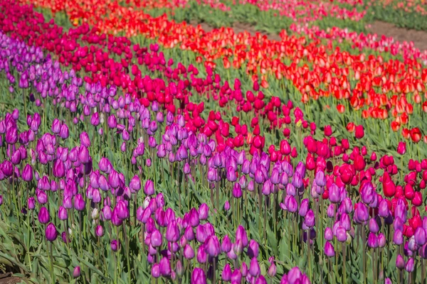 Tulipán de cerca — Foto de Stock