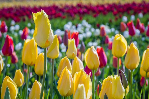 Tulip close-up — Stockfoto