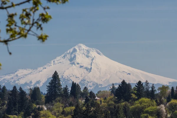 Mount Hood — Stockfoto