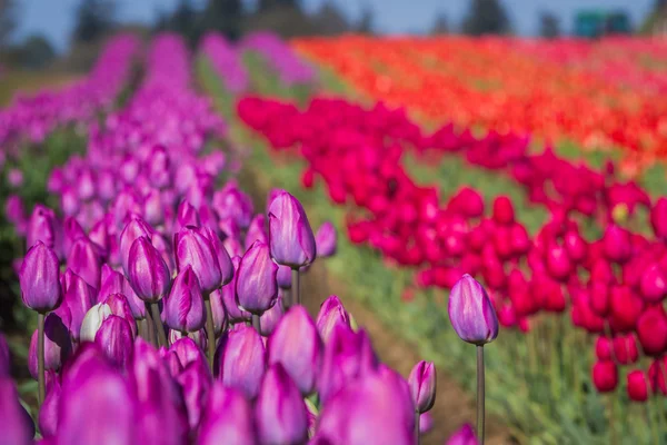 Tulipán de cerca — Foto de Stock