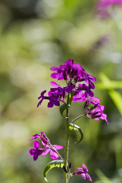 Flores de primavera púrpura — Foto de Stock