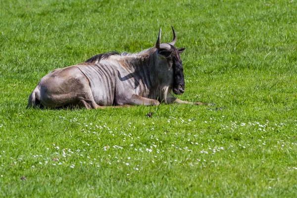 Brindled Wildebeest — Stock Photo, Image