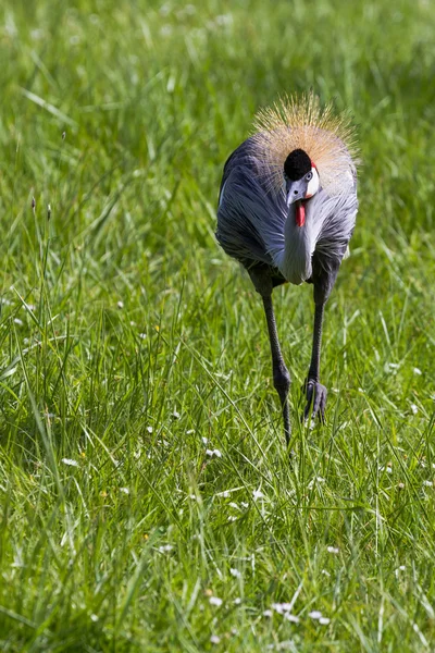 Oost-Afrikaanse gekroonde kraan — Stockfoto