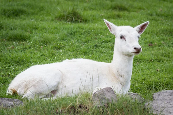 White deer — Stock Photo, Image