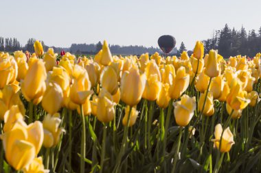 sıcak hava balonu ride üzerinde laleler 