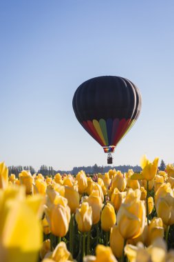 sıcak hava balonu ride üzerinde laleler 