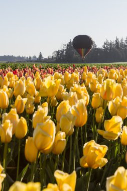 sıcak hava balonu ride üzerinde laleler 