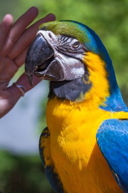 mavi ve altın macaw ara ararauna