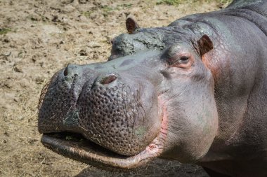 su aygırı hipopotam amphibius