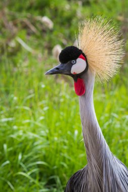 Doğu Afrika taçlı turna 