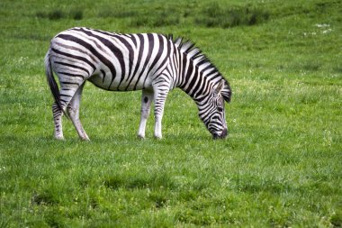 damara equus zebra burchellii antiquorum