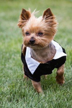 yorki portre