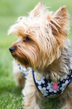 yorki portre