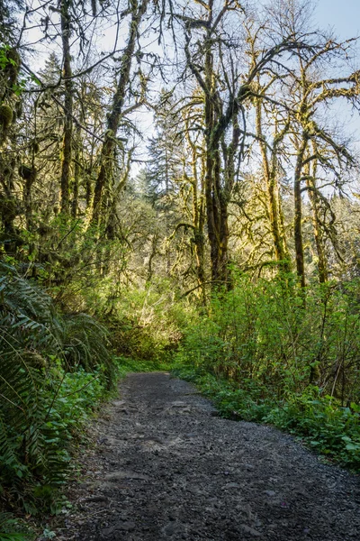 Oregonský les — Stock fotografie