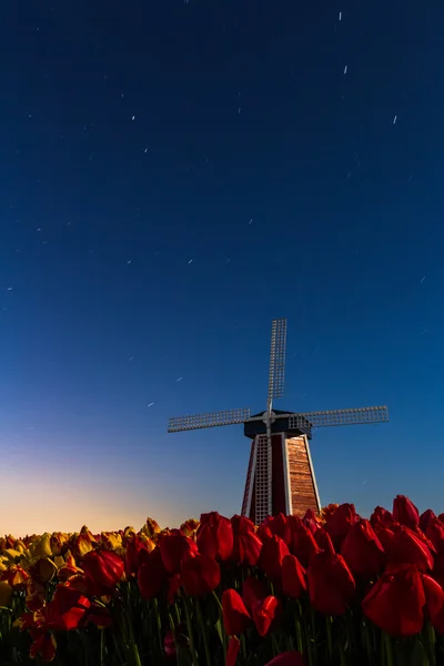 Molino de viento y tulipanes con el cielo nocturno — Foto de Stock