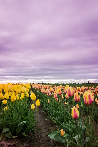 Яркие желтые тюльпаны — стоковое фото