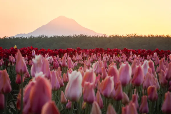 Mount hood from the tulip far — Stock Photo, Image