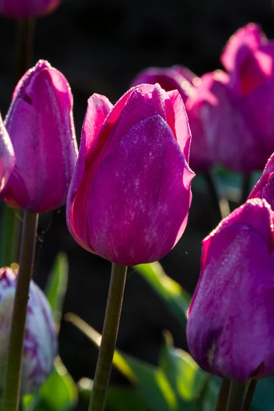 Azienda di tulipani in oregon — Foto Stock