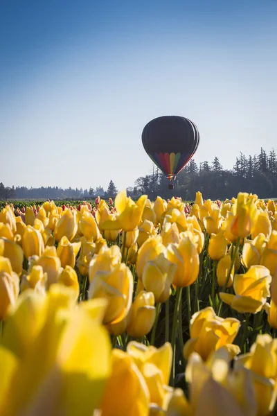 Hot air balloon ride over the tulips — Stock Photo, Image