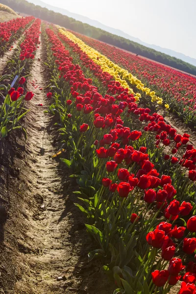 Tulip farm in oregon — Stock Photo, Image