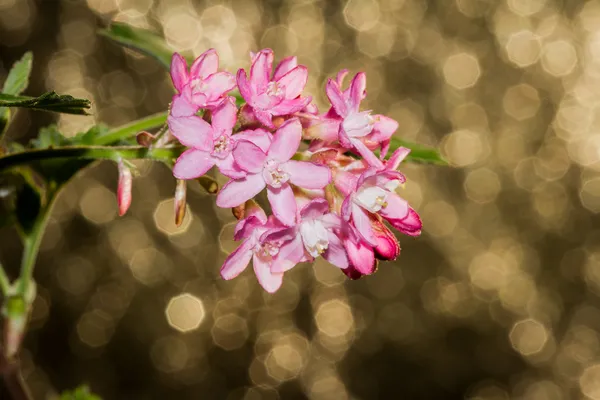 Rosafarbene Frühlingsblumen — Stockfoto