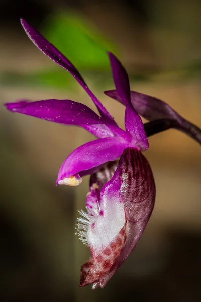 Lady 's slipper -Cypripedium reginae — стоковое фото