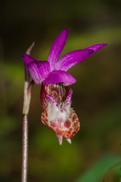 Zapatilla de señora-Cypripedium reginae — Foto de Stock