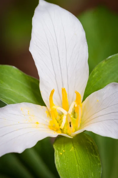 Trillium blanc - trillium kamchatan (trillium camschatcense) ) — Photo
