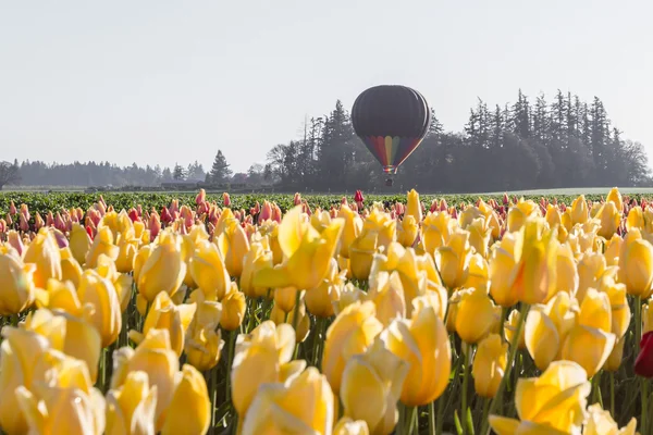 Paseo en globo aerostático sobre los tulipanes — Foto de Stock