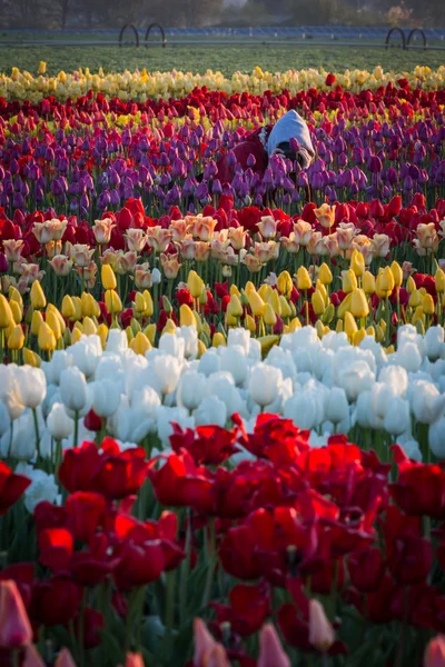 Photographing tulips — Stock Photo, Image