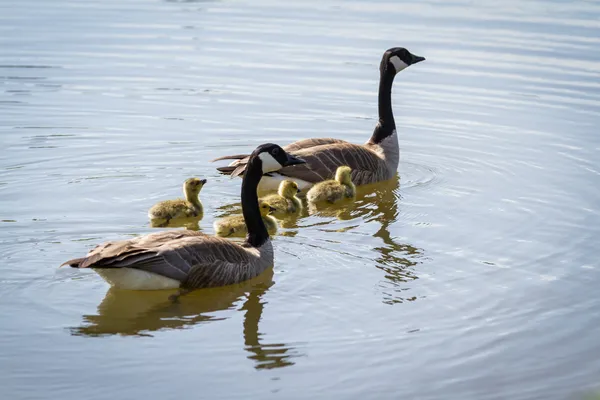 Famiglia canadese delle oche — Foto Stock