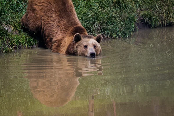 Bruine beer - Ursus arctos — Stockfoto