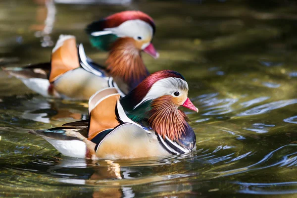 Mandarin ducks — Stock Photo, Image