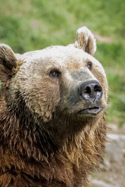 Urso-pardo - Ursus arctos — Fotografia de Stock