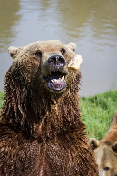 Medvěd hnědý - Ursus arctos — Stock fotografie