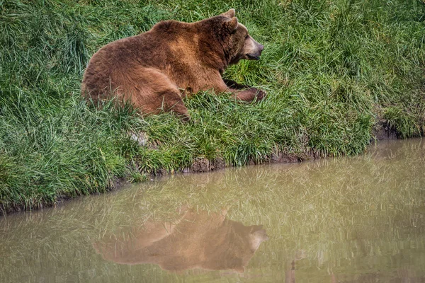 Καφέ αρκούδα - Ursus arctos — Φωτογραφία Αρχείου