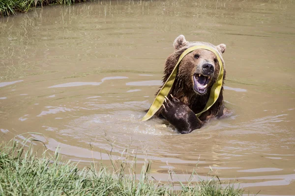 Niedźwiedź brązowy - Ursus arctos — Zdjęcie stockowe