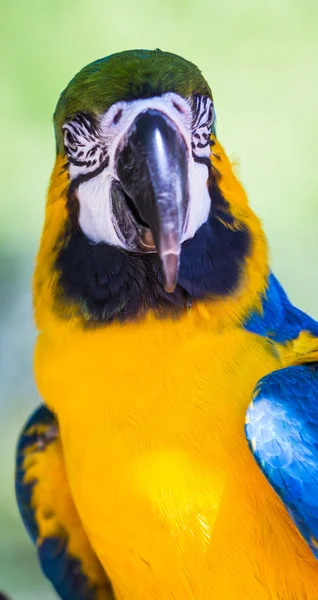 Macaco azul e dourado Ara ararauna — Fotografia de Stock