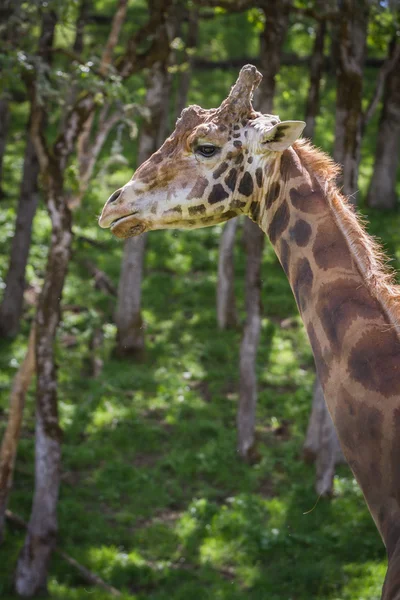 Giraffe- Giraffa camelopardalis — Stock Photo, Image