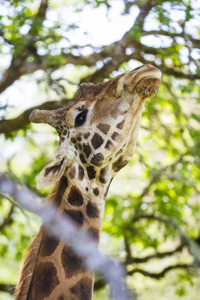 Jerapah, jerapah camelopardalis — Stok Foto