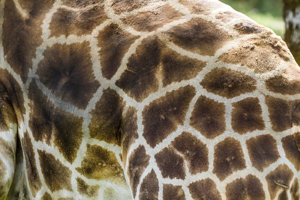 Jirafa-giraffa camelopardalis —  Fotos de Stock