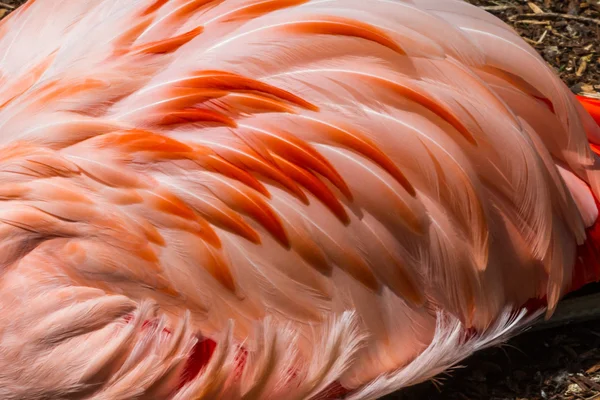 Chilean flamingo — Stock Photo, Image