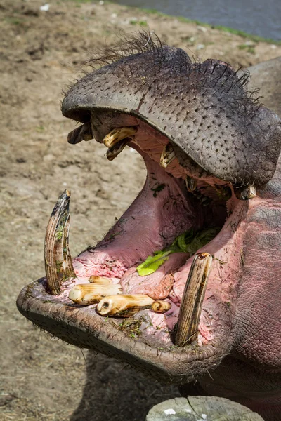 Flodhäst-hippopotamus amphibius — Stockfoto