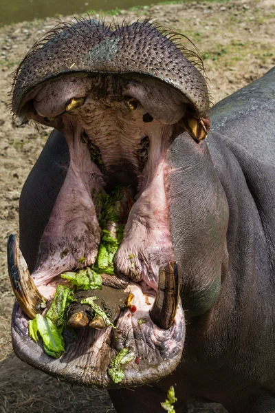 Hipopotam hippopotamus amphibius — Zdjęcie stockowe