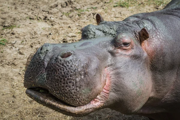 Hipopotam hippopotamus amphibius — Zdjęcie stockowe