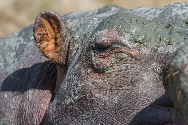 Hipopotam hippopotamus amphibius — Zdjęcie stockowe