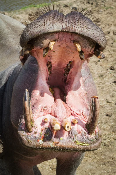 Nijlpaard-nijlpaard amphibius — Stockfoto