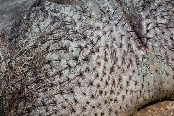 Hipopótamo-Hippopótamo anfibio — Foto de Stock